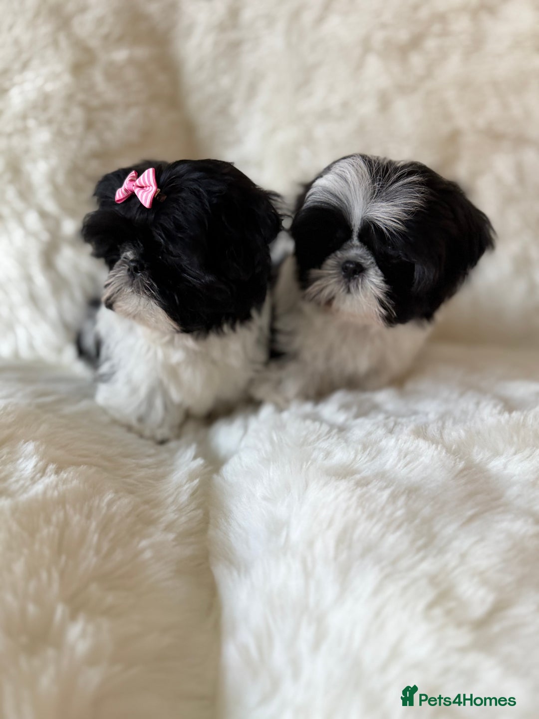 Shih Tzu dogs for sale: AMERICAN IMPERIAL SHIH TZU PUPPIES - Advert 9