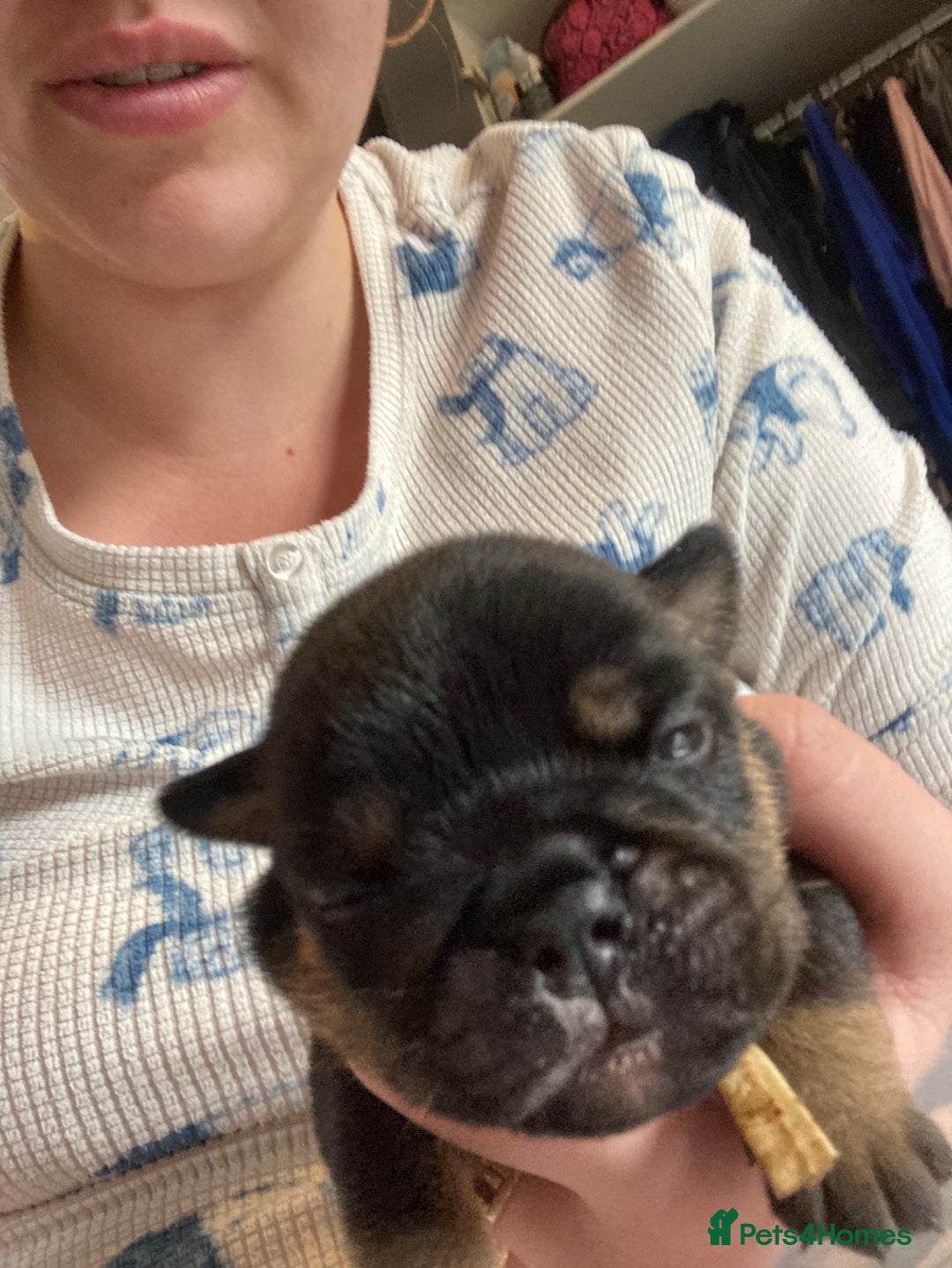 English Bulldog dogs for sale: Litter of 8  - Image 9