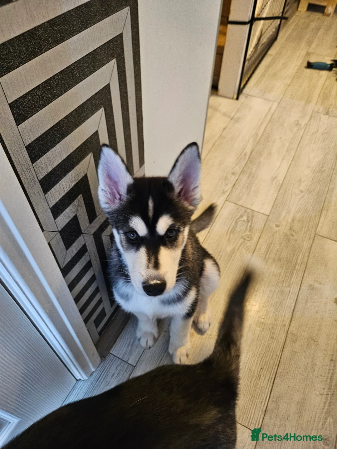 Siberian Husky dogs for sale: Girls  - Advert 11