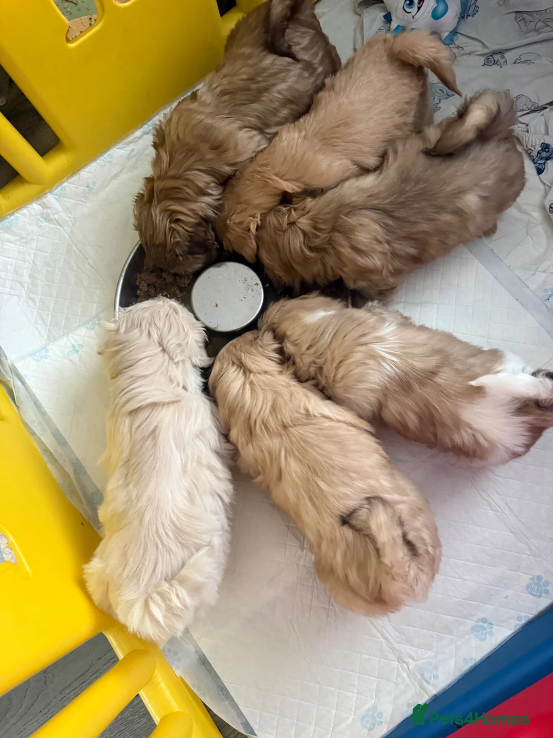 Shih Tzu dogs for sale: Imperial shin tzu - Advert 19