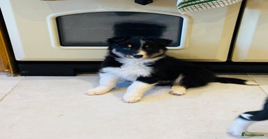 Border Collie dogs - Advert 4