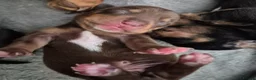 Miniature Dachshund dogs for sale: 4 stunning miniature dachshund pups - Advert 10