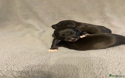 Mixed Breed dogs for sale: Beddlington whippet puppies  - Advert 9