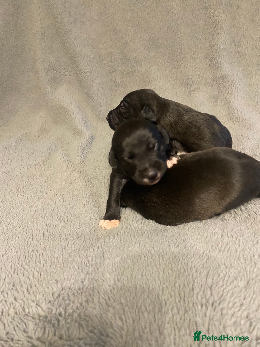 Mixed Breed dogs for sale: Beddlington whippet puppies  - Advert 9