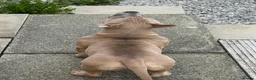 American Bully dogs for sale: Pocket bully  - Advert 4