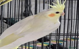 Cockatiels birds for sale: Young avairy Bred cockatiels  - Image 13