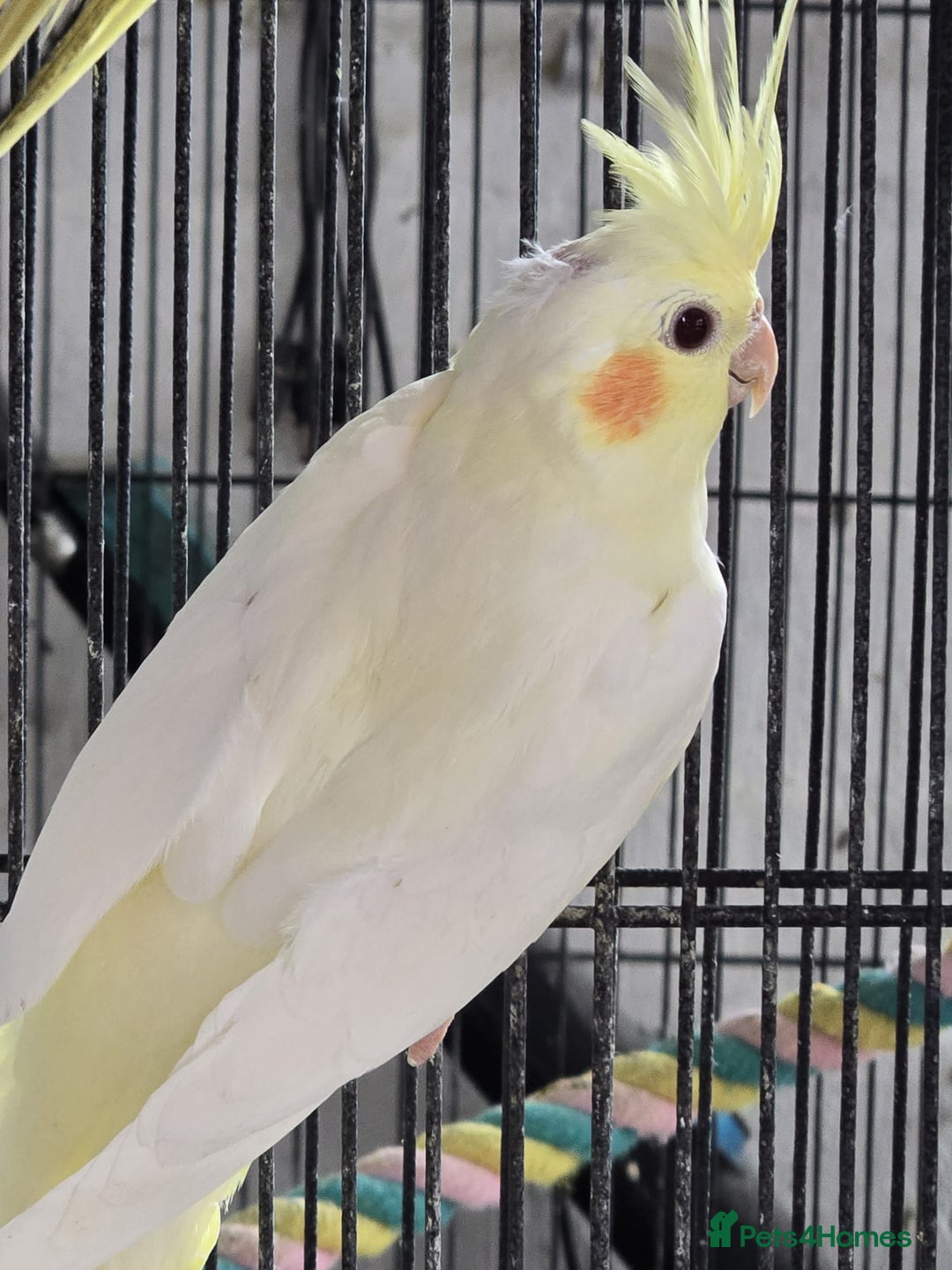 Cockatiels birds for sale: Young avairy Bred cockatiels  - Image 13