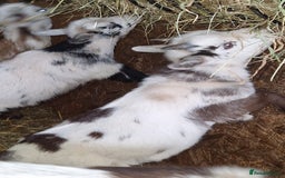 Goats livestock for sale: Male pigmy goat kid ready to go  - Image 1