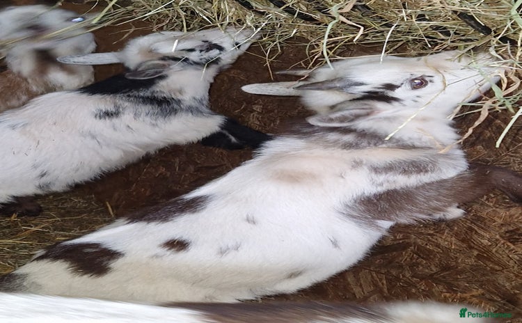 Goats livestock for sale - Advert 2