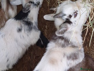 Goats livestock - Advert 4