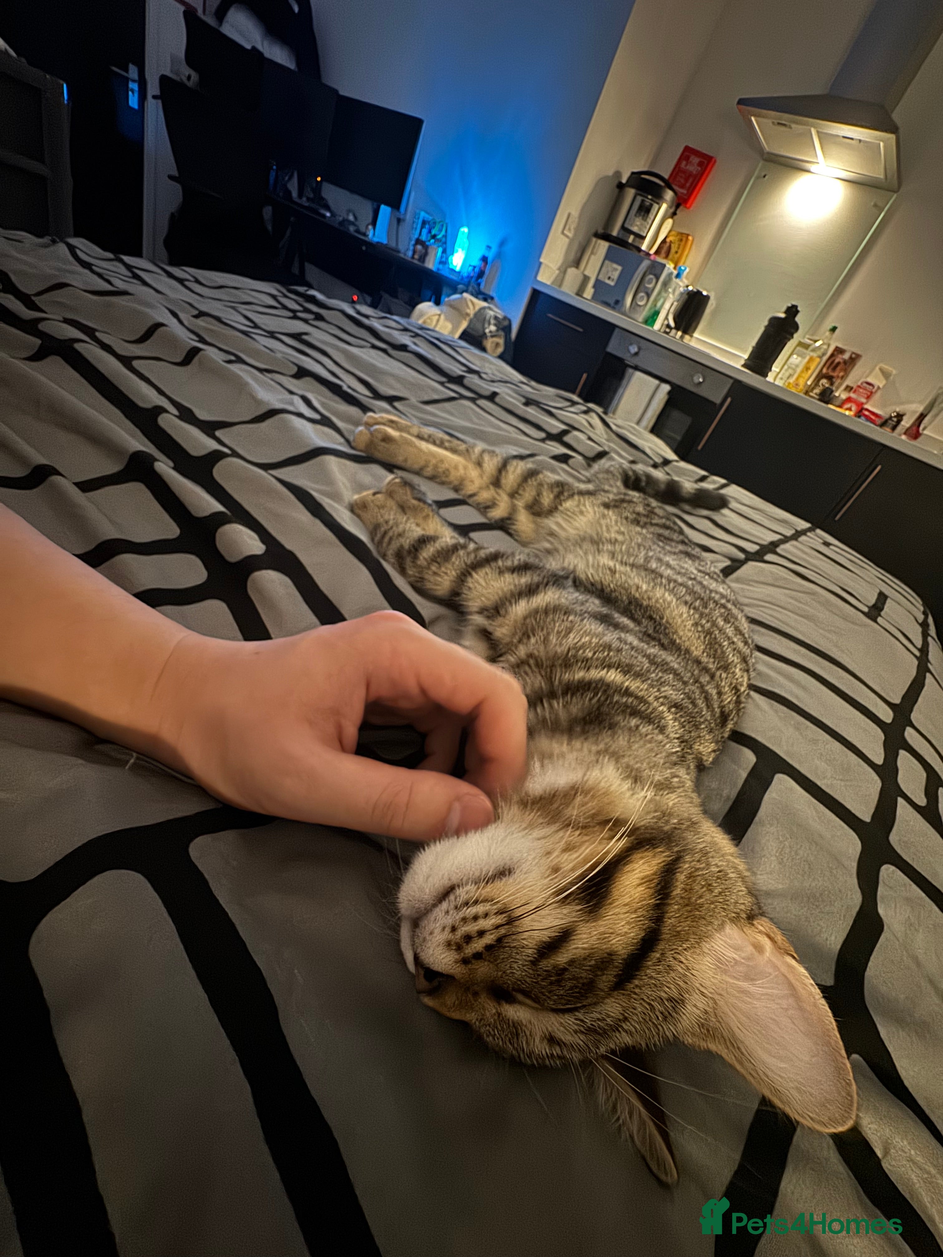 Mixed Breed cats 7 months old kittens - Advert 18