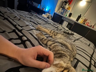 Mixed Breed cats - Advert 5