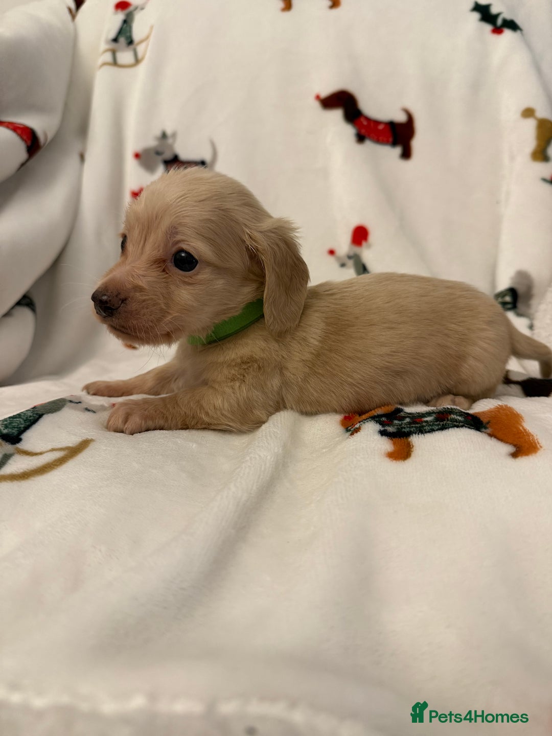 Miniature Dachshund dogs for sale: Beautiful Cream Longcoats Miniature Dachshund  - Advert 20