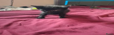 Black Female kitten