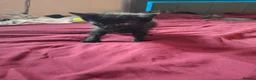 Mixed Breed cats for sale: Beautiful kittens looking for their forever homes - Advert 7