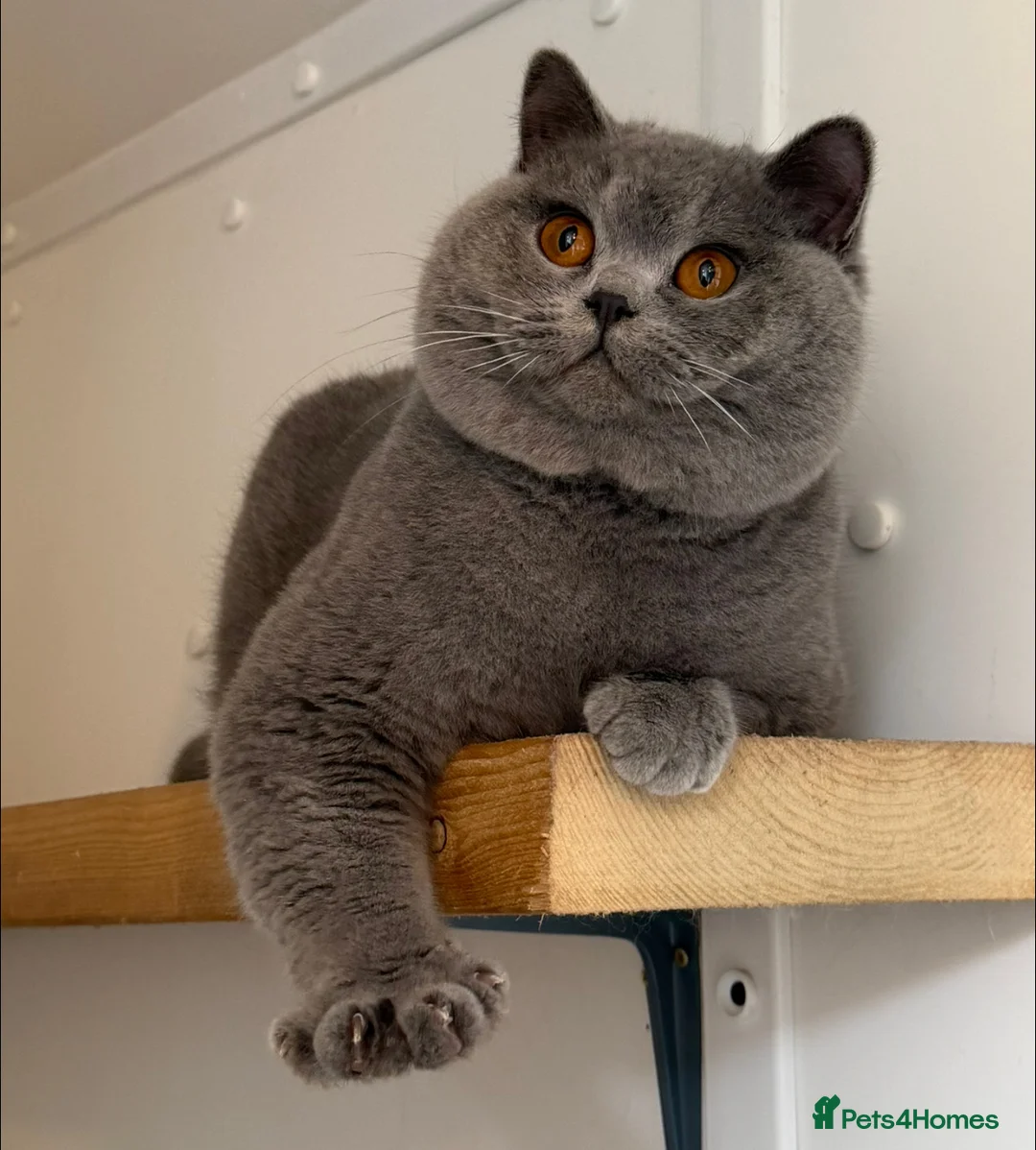 British Shorthair cats for sale: Beautiful blue boy  - Advert 1