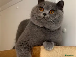 British Shorthair cats Beautiful blue boy - Advert 2