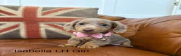 Miniature Dachshund dogs for sale: Miniature Dachshund Dapple Puppies 🐶 5🌟licensed  - Advert 3