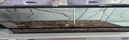 Beetles invertebrates for sale: Pachnoda sun beetles, question marks and hissers in Rhayader - Advert 6