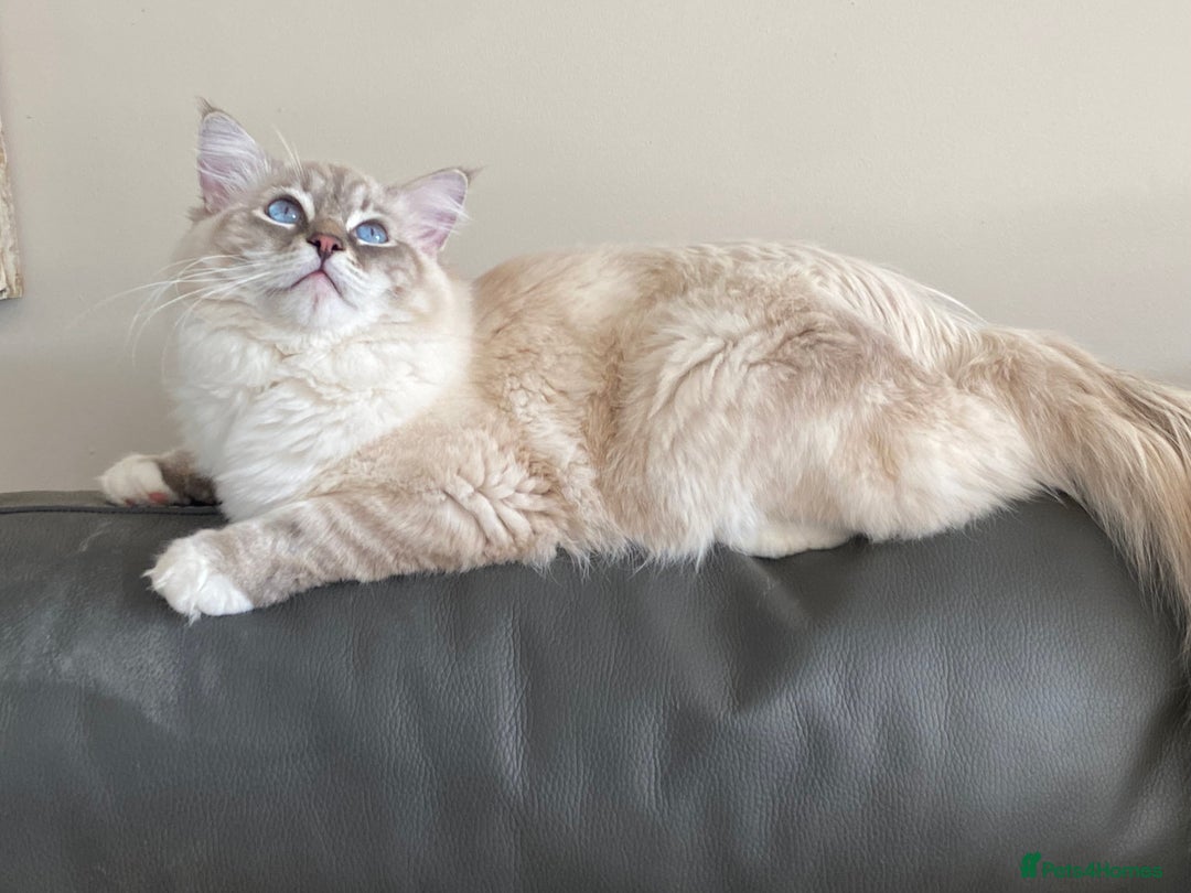 Ragdoll cats for sale: Blue Lynx TICA boy  - Image 15