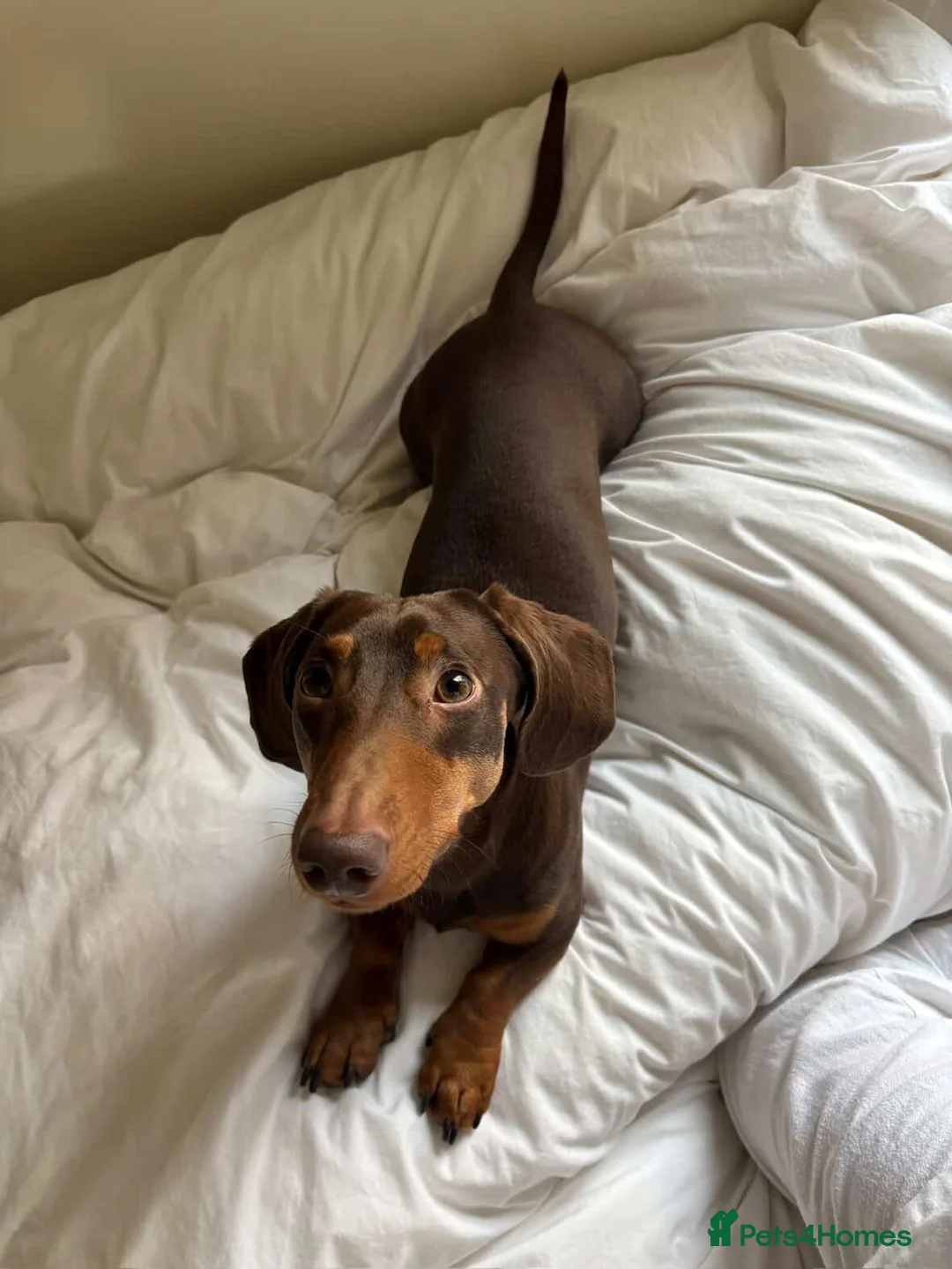 Miniature Dachshund dogs for stud: Miniature Chocolate & Tan Dachshund for stud in London - Advert 1