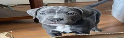 Mixed Breed dogs for sale: Victorian Bulldog × Staffy Puppies 4 Loving Homes - Advert 6