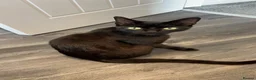 Mixed Breed cats for sale: 6 weeks old  - Advert 1