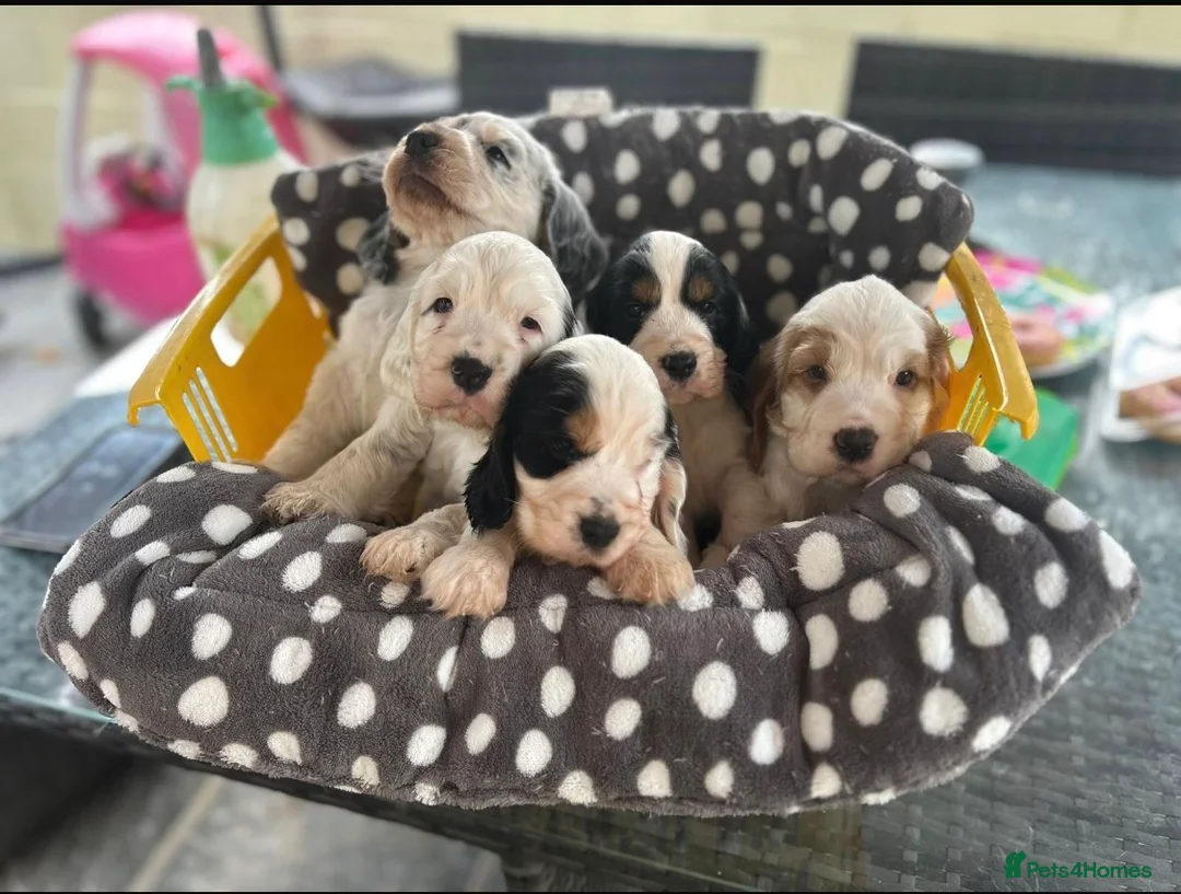 Cocker Spaniel dogs for stud: Blue Roan and Tan Show Cocker Spaniel  - Advert 8