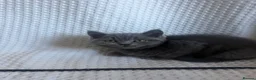British Shorthair cats for sale: TWO British Shorthair kittens 🐱  in Basildon - Advert 8