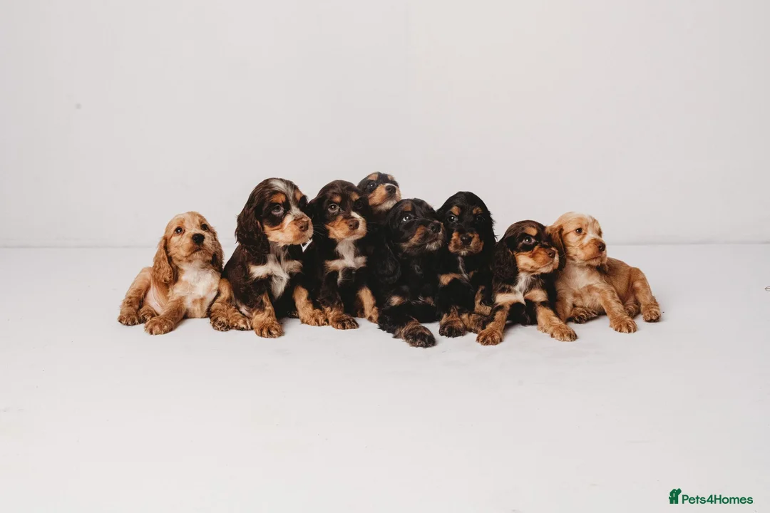 Cocker Spaniel dogs for stud: Red Sable Show Cocker Spaniel available for stud  - Advert 5