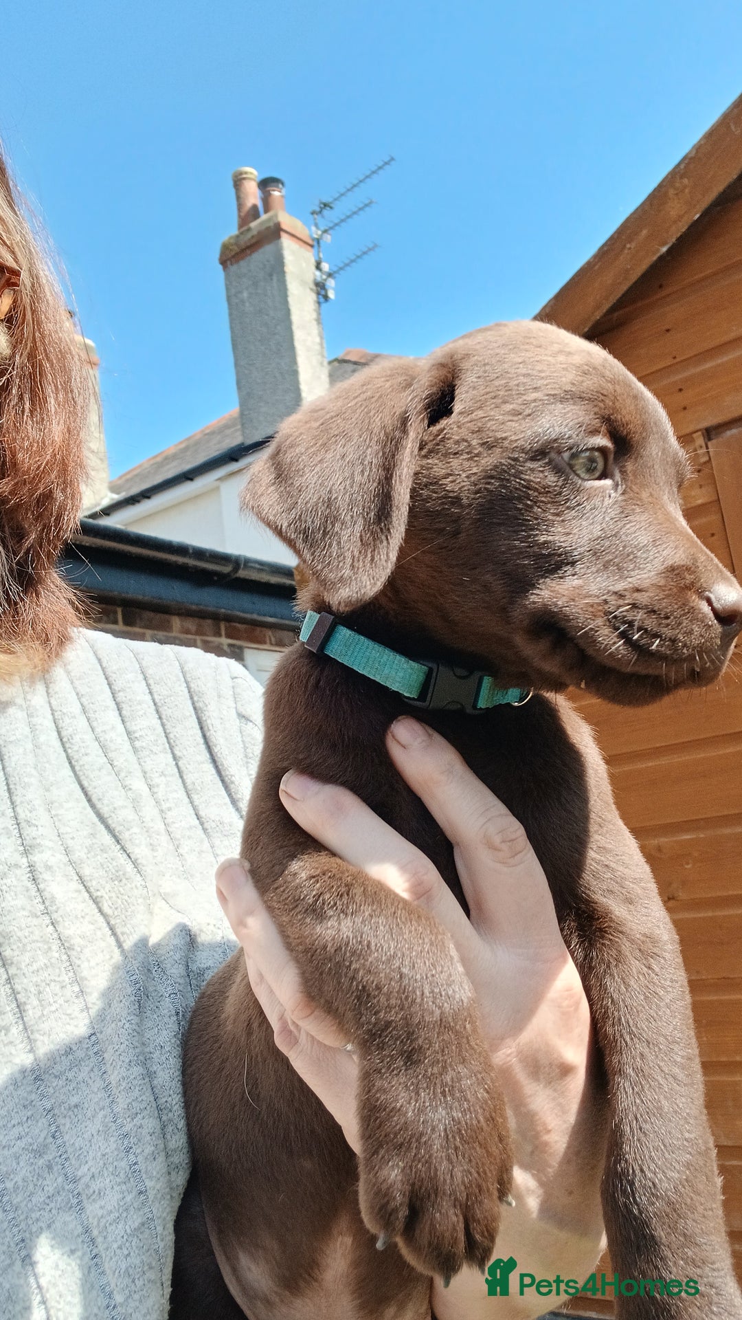Labrador Retriever dogs for sale: **READY NOW**CHOCOLATE LAB PUPS - Image 12