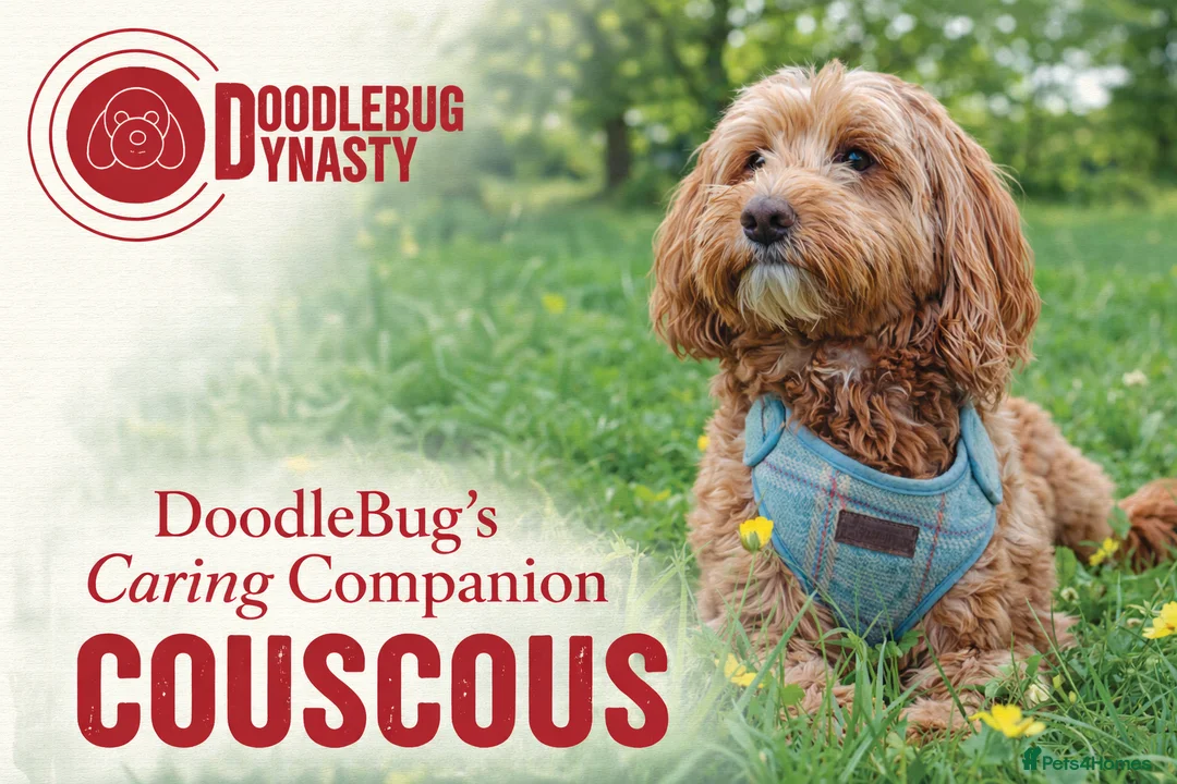 Australian Labradoodle dogs for sale: Multi-Gen Australian Labradoodles – Due Feb 2026 - Advert 2