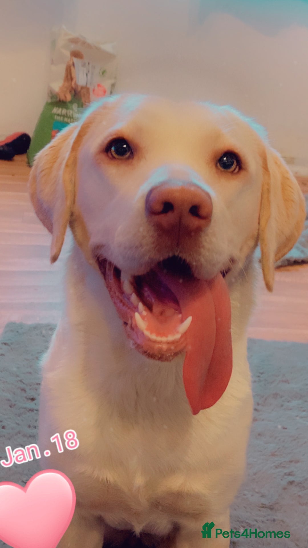 Labrador Retriever dogs for sale: female Dudley labrador for sale  - Advert 2