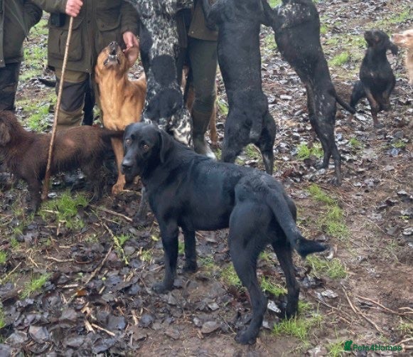 Labrador Retriever dogs for sale: KC Black Labrador Puppies - Advert 7