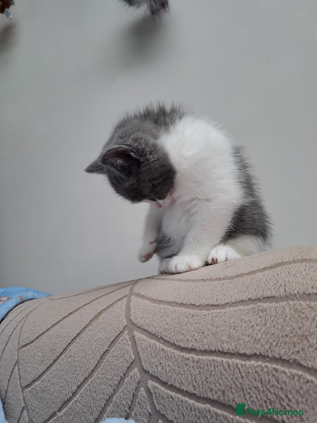 British Longhair cats for sale:  Mother is ragdoll,  Father is British shorthair - Advert 8