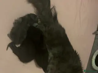 Mixed Breed cats Black female mix breed maine coon - Advert 1