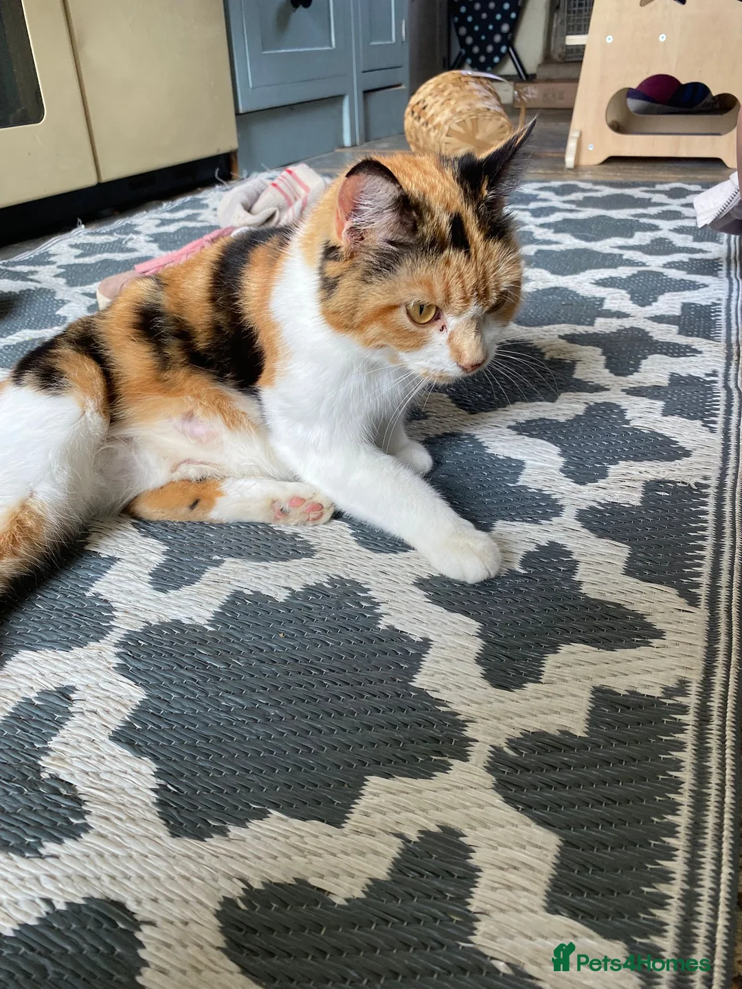 British Shorthair cats for sale: Kittens ready for new homes soon - Advert 2