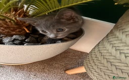 Mixed Breed cats for sale: Two beautiful girls  - Image 5