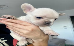 French Bulldog dogs for stud: 🌟🔥LILAC PLATINUM KC REG FRENCH BULLDOG STUD🔥🌟 in Uxbridge - Image 28