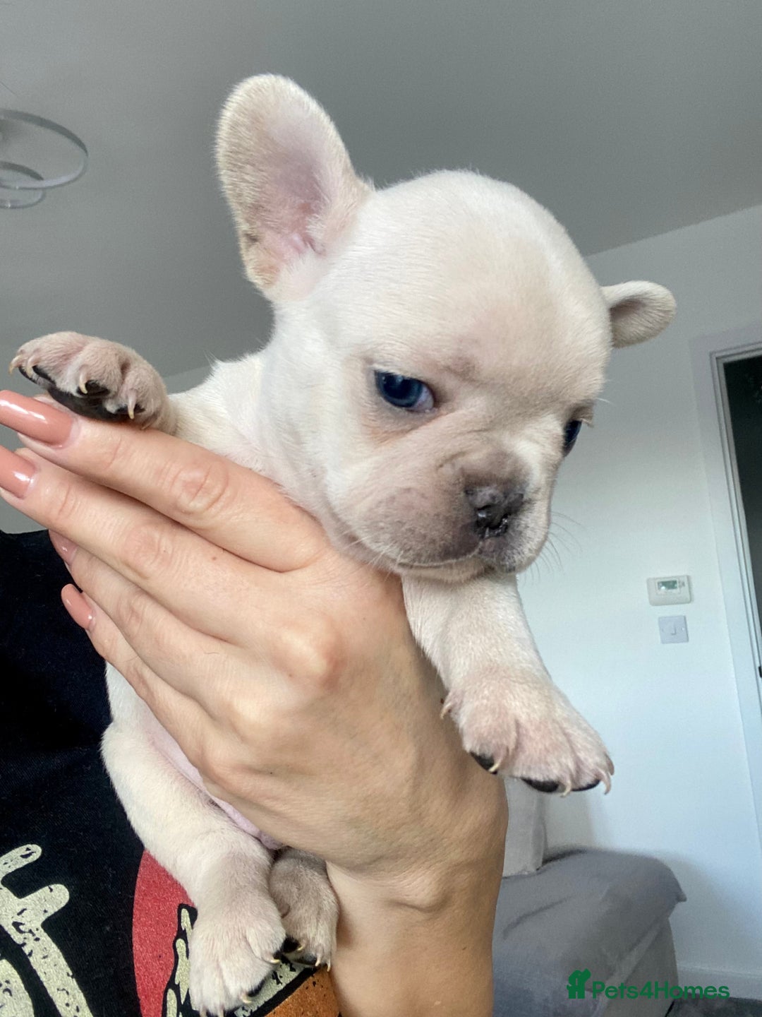 French Bulldog dogs for stud: 🌟🔥LILAC PLATINUM KC REG FRENCH BULLDOG STUD🔥🌟 in Uxbridge - Image 28
