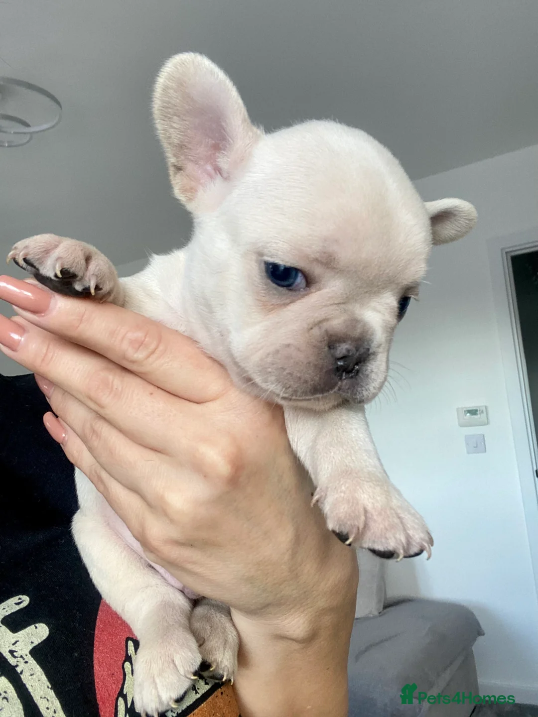 French Bulldog dogs for stud: 🌟🔥LILAC PLATINUM KC REG FRENCH BULLDOG STUD🔥🌟 in Uxbridge - Advert 23