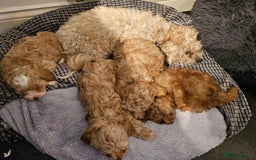 Maltipoo dogs for sale: Stunning Maltipoo Puppies ❤️  - Image 11