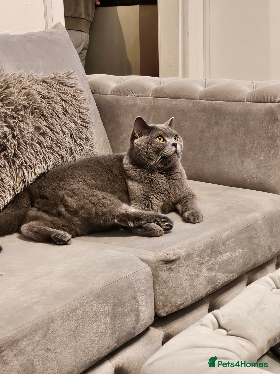 British Shorthair cats for sale: Miško - Advert 2