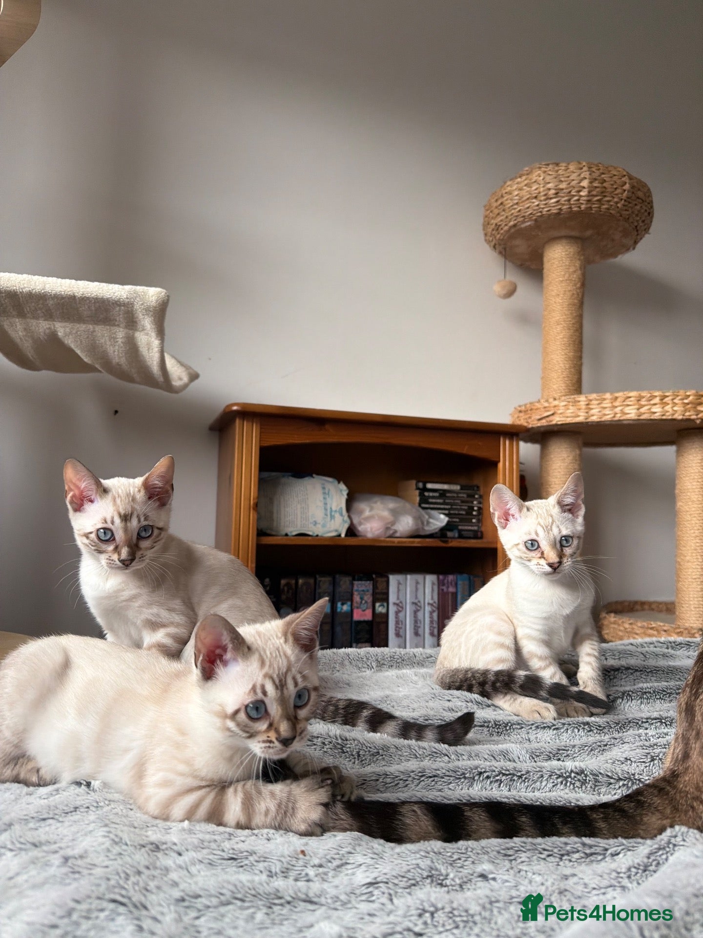 Bengal cats for sale: Affectionate🤗 Pedigree Albino Bengal Kittens 🏆💖 - Advert 2