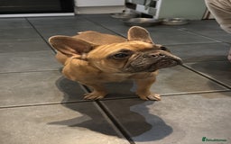 Mixed Breed dogs for sale: Adorable frenchie mix - Image 14