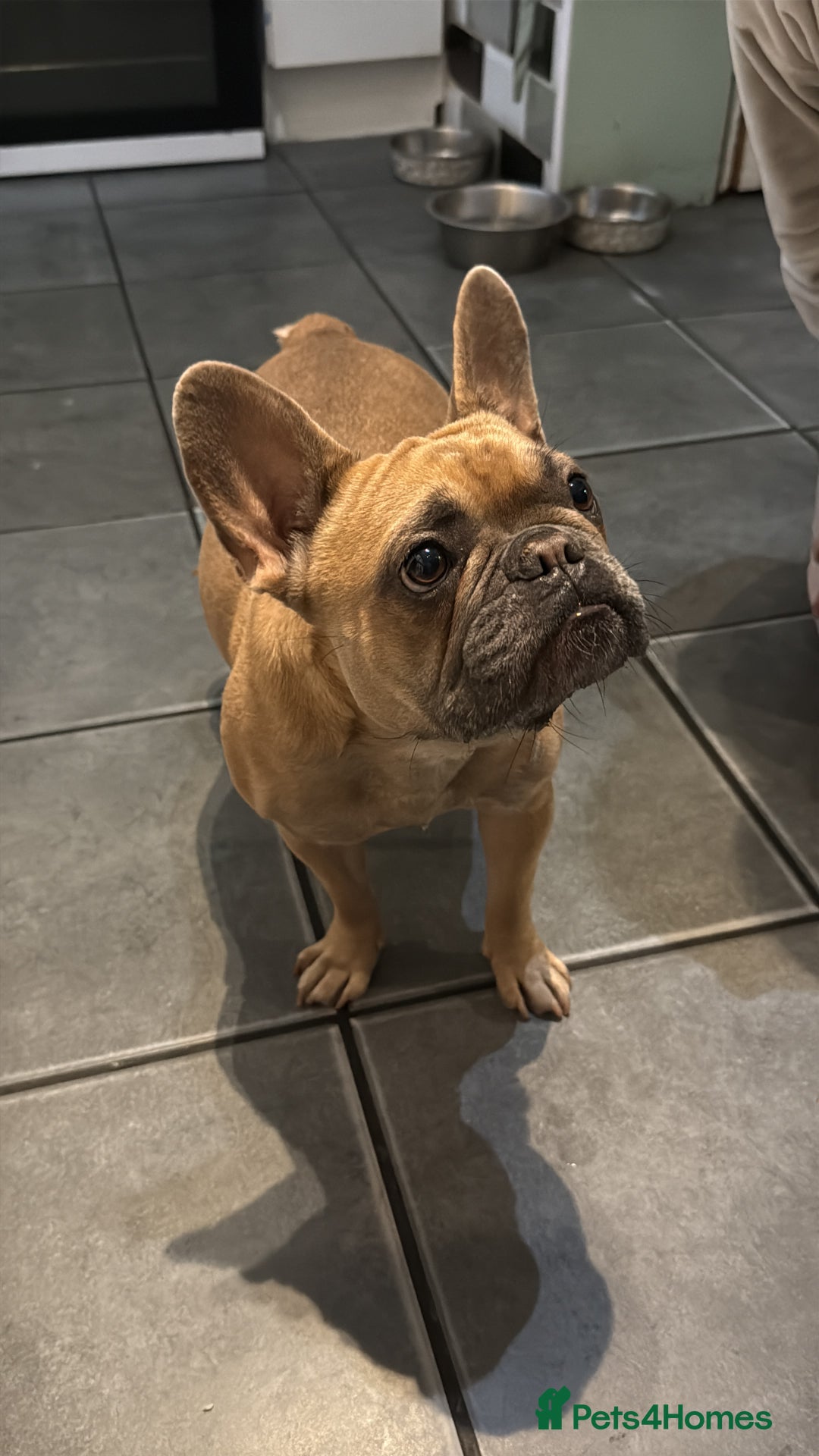 Mixed Breed dogs for sale: Adorable frenchie mix - Image 14