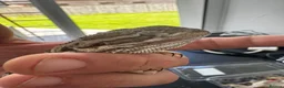 Bearded Dragon reptiles for sale: Rankin dragons  in Blandford Forum - Advert 2