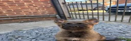 German Shepherd dogs for sale: Ready to leave KC German shepherd - Advert 7