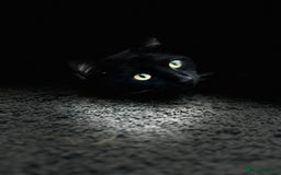 Mixed Breed cats for sale: Black Tom Cat  - Image 2