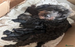 Cockapoo dogs for sale: 5 black cockapoos - Image 11